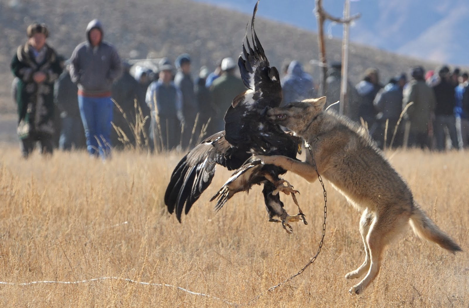 Нападение птицы. Охота Беркута на волка. Охота орла на волка.