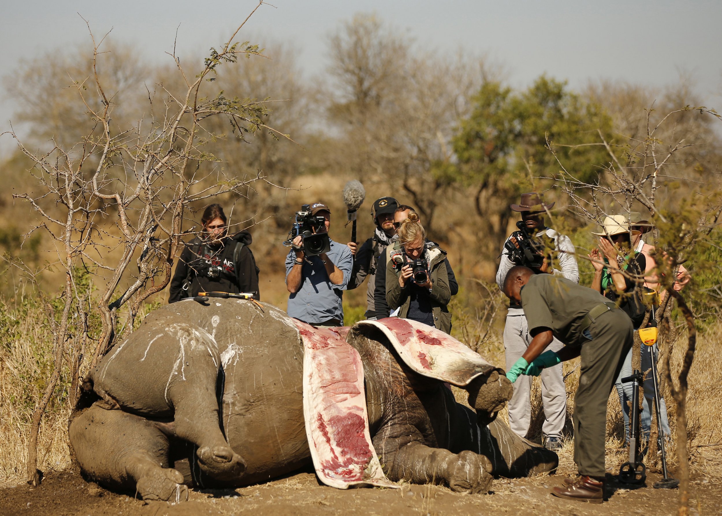 охота на слона в зимбабве