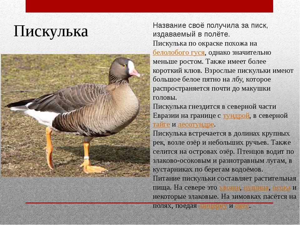Виды гусей диких в россии фото и описание