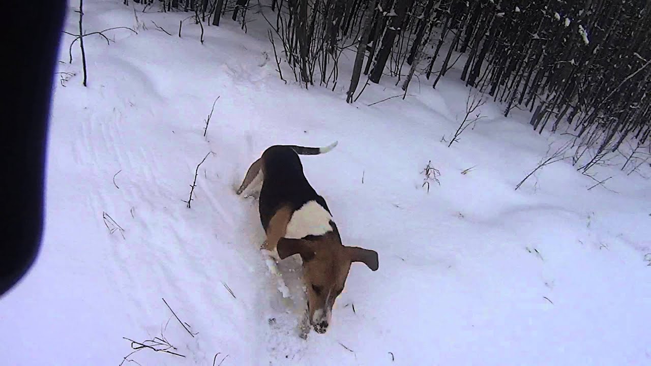 Гончие заяц видео