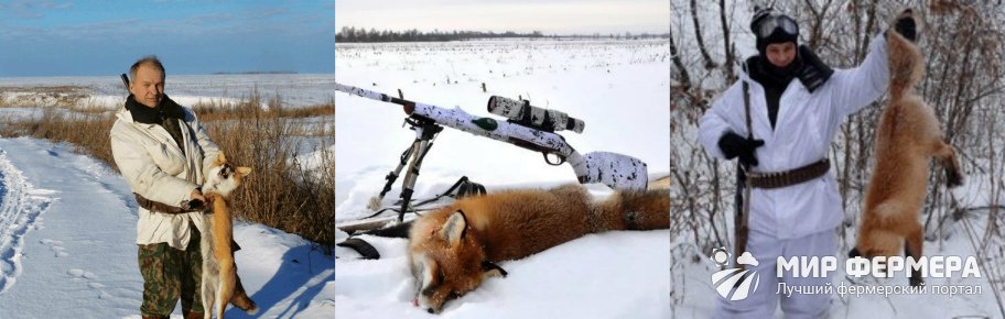 Сезон охоты на лису