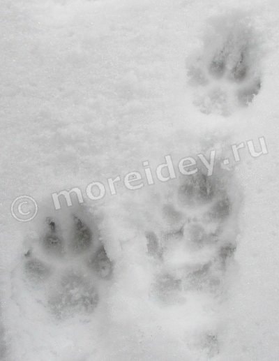 следы собаки на снегу фото