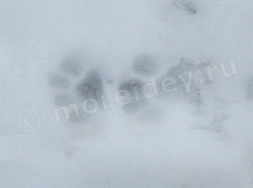 следы кошки на снегу фото