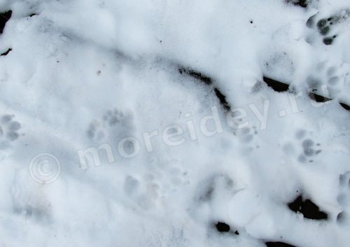 следы животных на снегу фото
