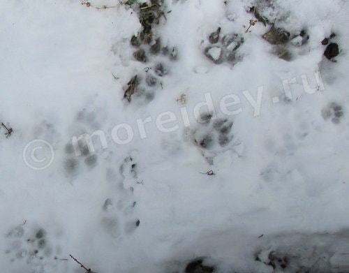 следы кошки и собаки на снегу