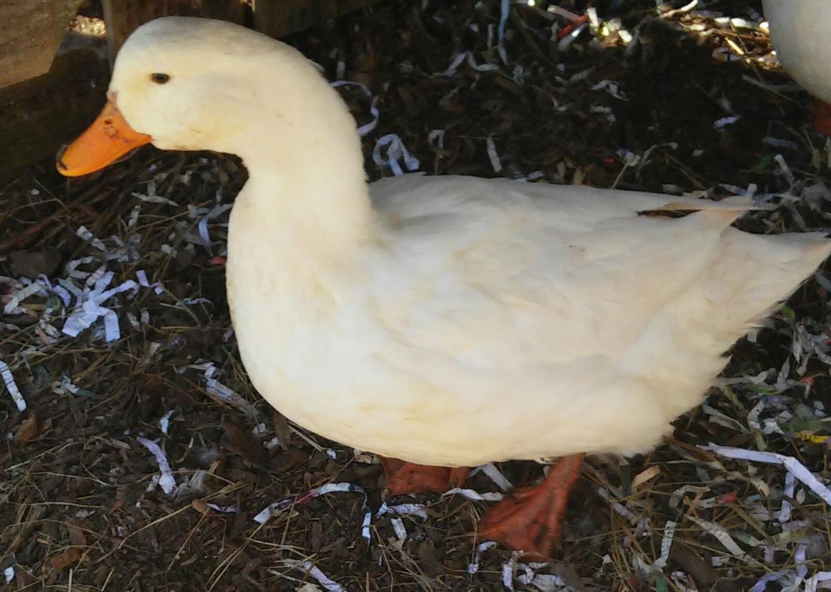 Pekin Duck recommended for raising ducks