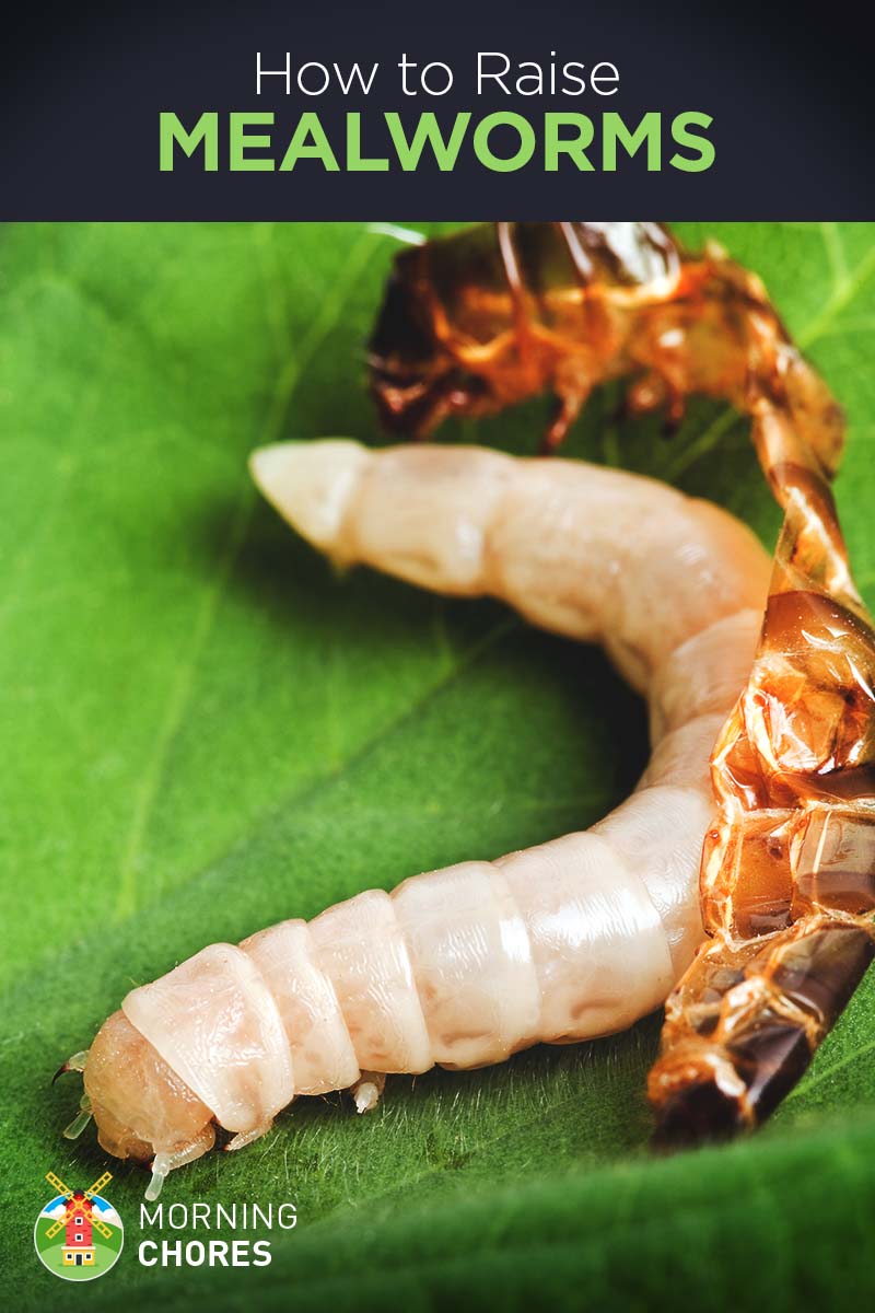 How to Raise Mealworms