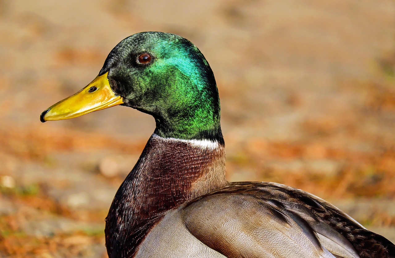 Mallard Duck