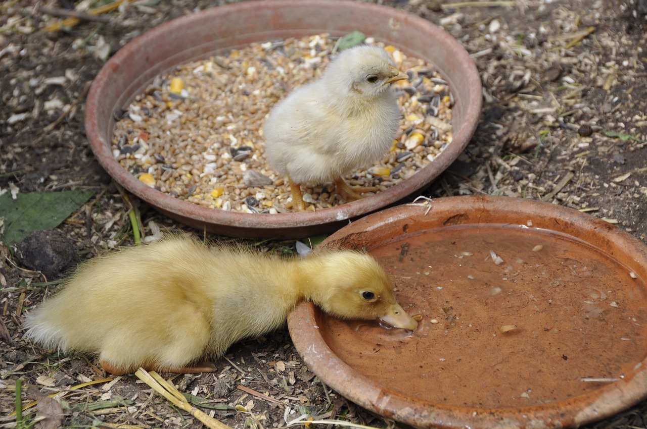 Ducks and chickens