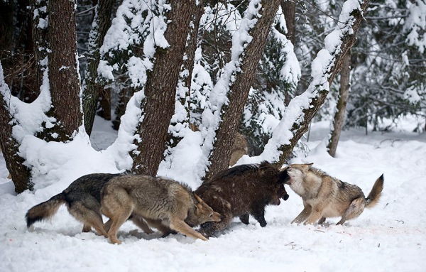 волки охотятся на кабана