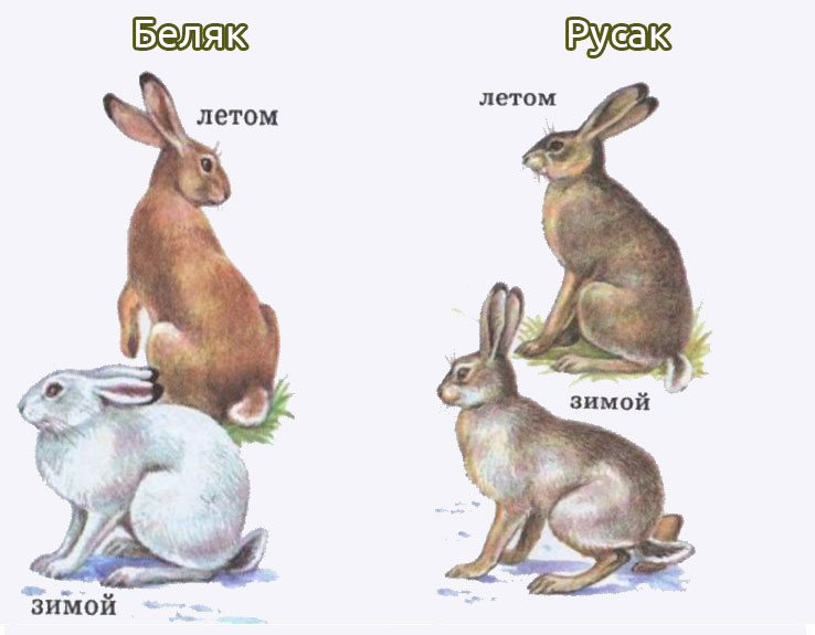 Сравнение видов зайцев