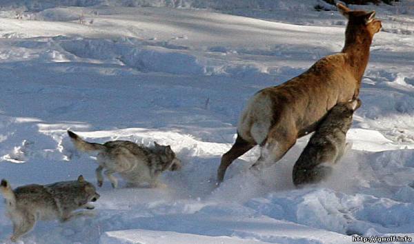 Волчья охота на копытных