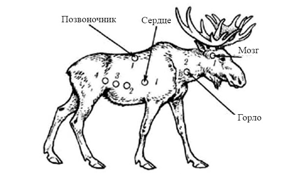 Схема лося с убойными местами