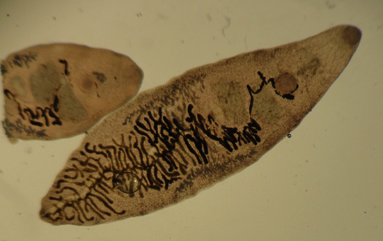 Dicrocoelium dendriticum