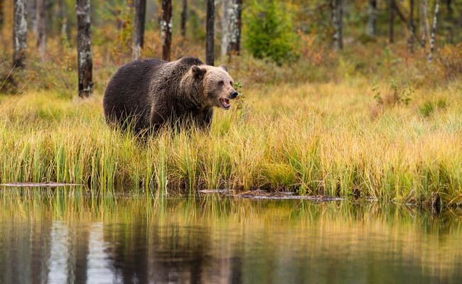 Be Careful When You Hike in a Bear Country