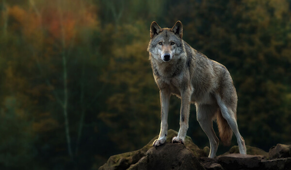 Фото: Как выглядит серый волк