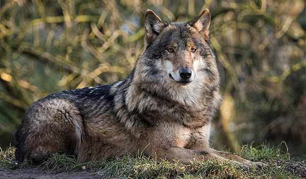 Фото: Серый волк