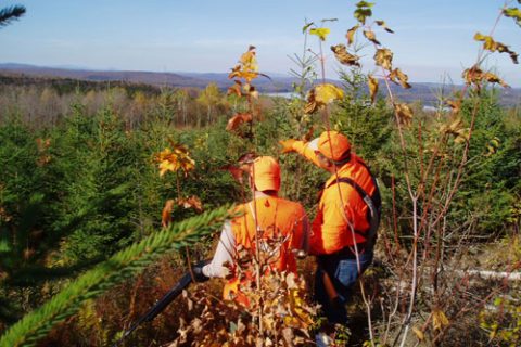 Best Bird Hunting Guides in NH