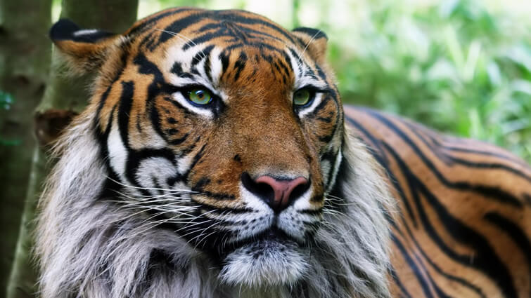 Aged Tiger - Old Tiger