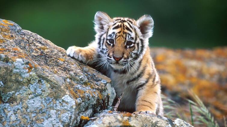 Tiger Cubs