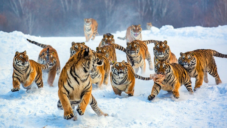 Tigers Ambush