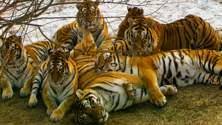 Tigers Group