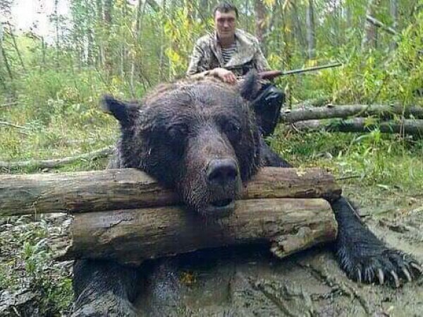 "Медвегодзилла": фото убитого "медведя-людоеда" весом в тонну шокировало Сеть