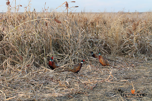 Pheasant Hunting Season Opener Dates