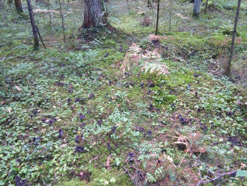 Грибы Лисички в лесу